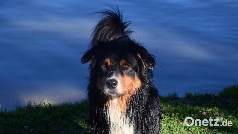Hundeschwimmen Bild: Kunz