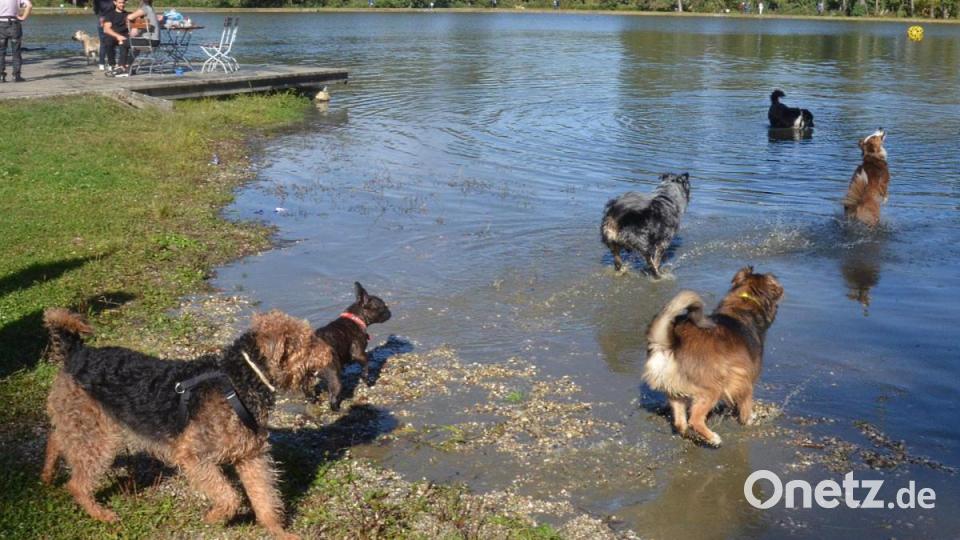 Hundeschwimmen Bild: Kunz