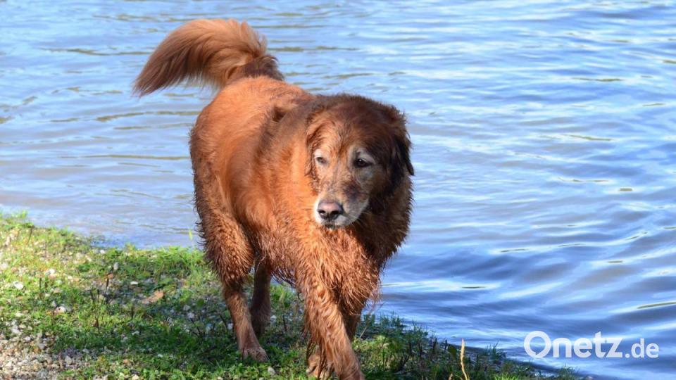 Hundeschwimmen Bild: Kunz