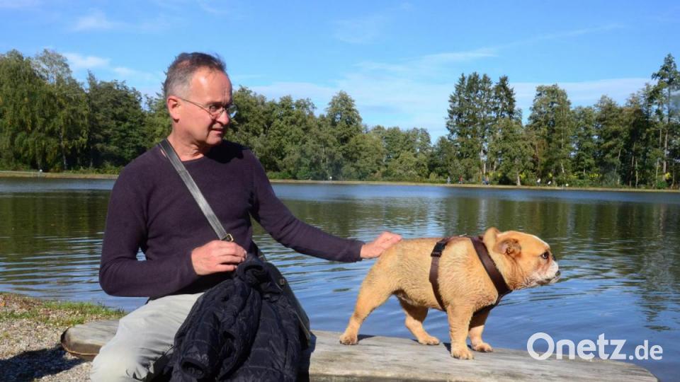 Auch Englische Bulldoggen können schwimmen. Bild: Kunz