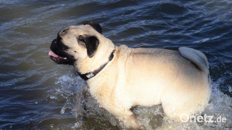Hundeschwimmen Bild: Kunz