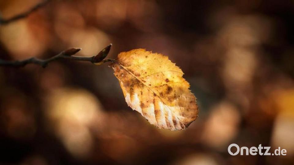 Die schönsten Herbstbilder unserer Facebook-User für Oktober. Bild: Seibold