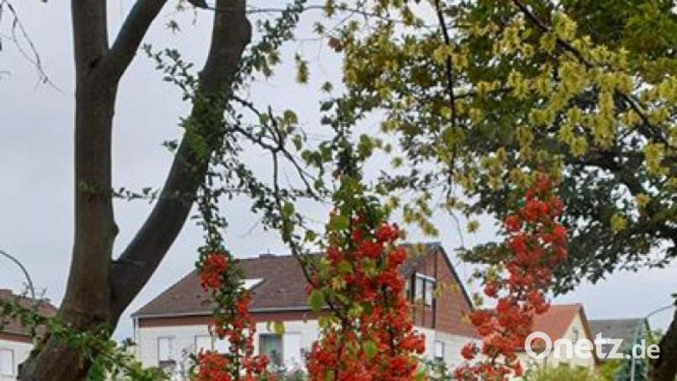 Die schönsten Herbstbilder unserer Facebook-User für Oktober. Bild: Linda Monique
