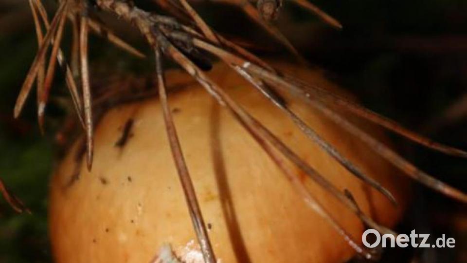 Die schönsten Herbstbilder unserer Facebook-User für Oktober. Bild: Isabella Jott