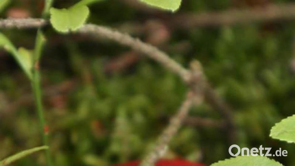 Die schönsten Herbstbilder unserer Facebook-User für Oktober. Bild: Isabella Jott