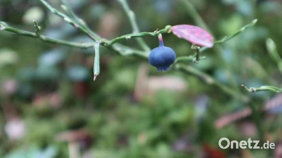 Die schönsten Herbstbilder unserer Facebook-User für Oktober. Bild: Isabella Jott