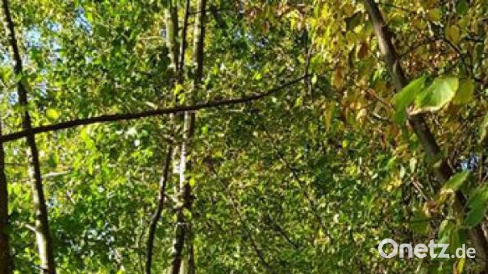 Die schönsten Herbstbilder unserer Facebook-User für Oktober. Bild: Melanie Lier