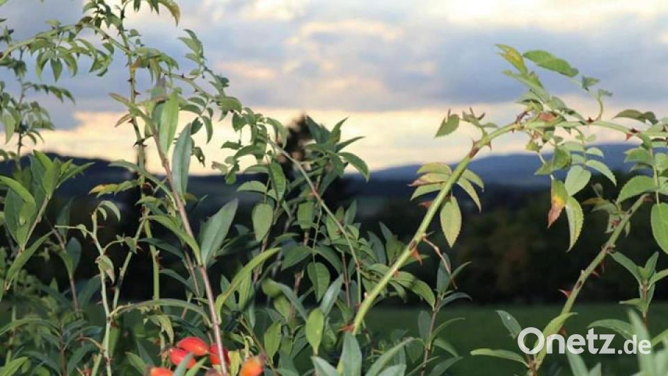 Die schönsten Herbstbilder unserer Facebook-User für Oktober. Bild: Isabella Jott