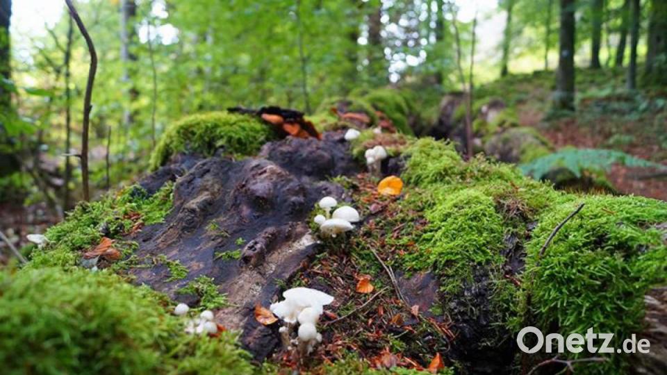 Die schönsten Herbstbilder unserer Facebook-User für Oktober. Bild: Theresa Schott