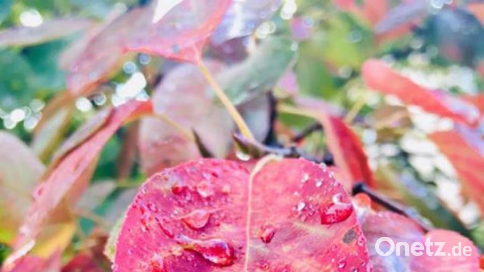 Die schönsten Herbstbilder unserer Facebook-User für Oktober. Bild: Niki Ritter