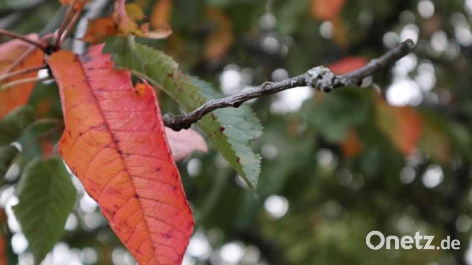 Die schönsten Herbstbilder unserer Facebook-User für Oktober. Bild: Isabella Jott