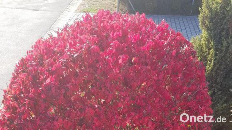 Die schönsten Herbstbilder unserer Facebook-User für Oktober. Bild: Wolfgang Lauderer