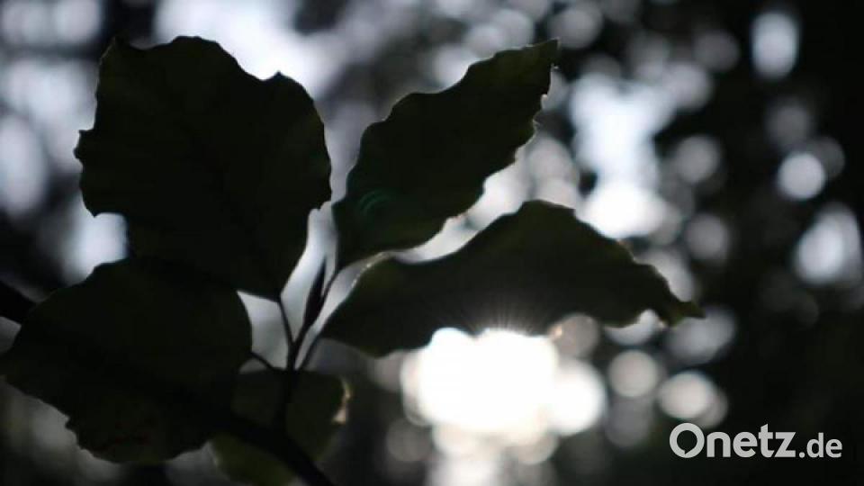 Die schönsten Herbstbilder unserer Facebook-User für Oktober. Bild: Isabella Jott