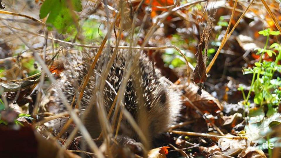 Die schönsten Herbstbilder unserer Facebook-User für Oktober. Bild: Theresa Schott