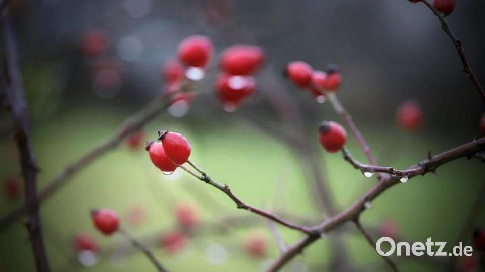 Die schönsten Herbstbilder unserer Facebook-User für Oktober. Bild: Daniel Seibold