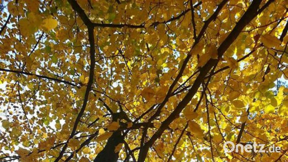 Die schönsten Herbstbilder unserer Facebook-User für Oktober. Bild: Patricia Zinkl