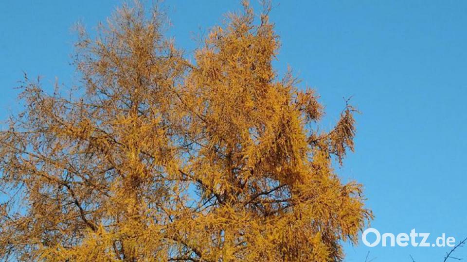 Die schönsten Herbstbilder unserer Facebook-User für Oktober. Bild: Monika Speckner
