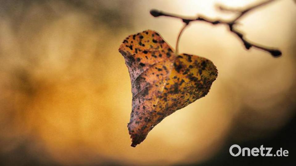 Die schönsten Herbstbilder unserer Facebook-User für Oktober. Bild: Daniel Seibold