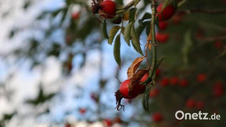 Die schönsten Herbstbilder unserer Facebook-User für Oktober. Bild: Isabella Jott