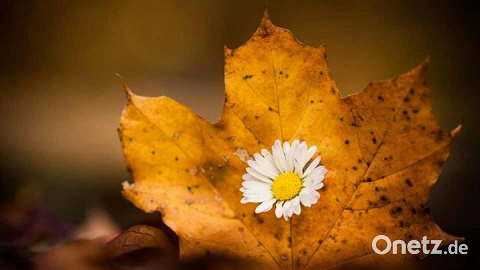 Die schönsten Herbstbilder unserer Facebook-User für Oktober. Bild: Melanie Martinu