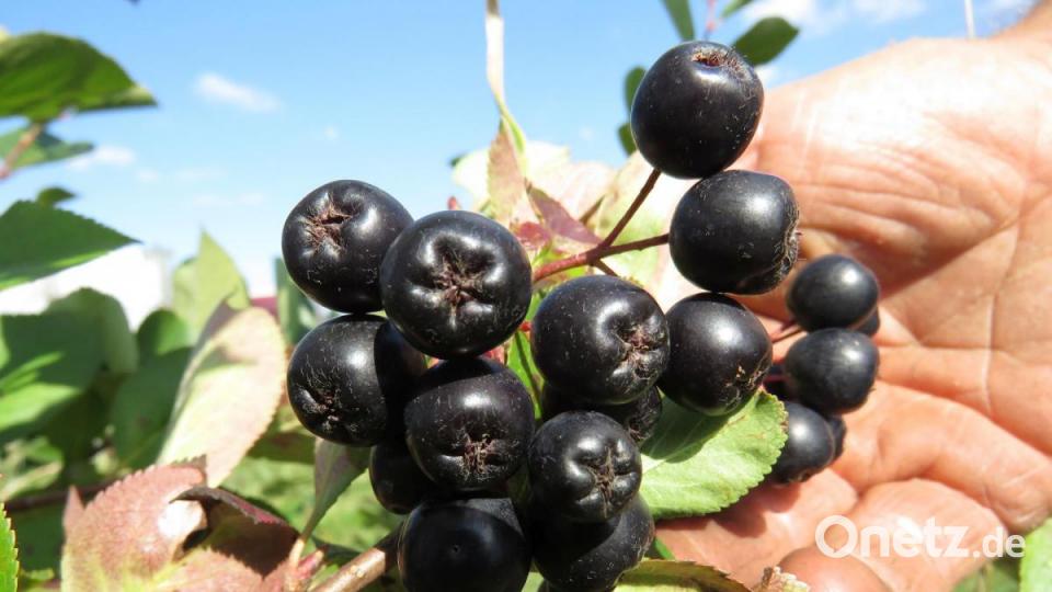 So ist Peter Jacobey stolz auf seine Ernte: Prall, dunkel und tiefviolett müssen die Aronien sein. Dann geben sie viel Saft und sollen eine Unmenge von Vitaminen und Mineralstoffen enthalten. Bild: ubb