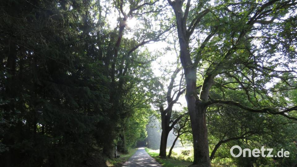 Wer am frühen Morgen kommt, findet den Weg zur Grotte still im Nebel liegend und hat die Stille ganz für sich allein. Bild: ubb
