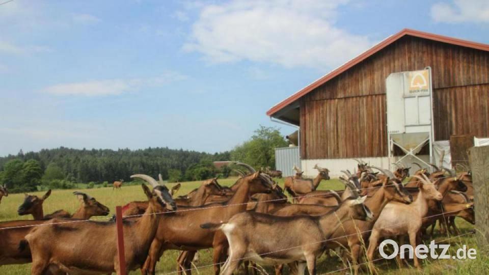 Rund 450 Ziegen und Zicklein leben auf dem Hof von Schirin Oeding und ihrem Freund Sebastian Meier. Bild: kmo