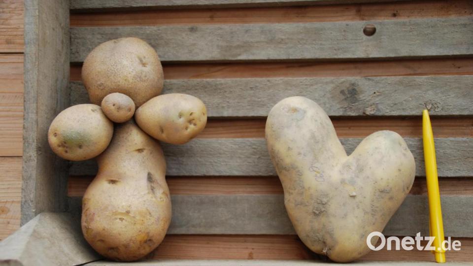 Gewinner des Wettbewerbs &quot;Die größte Kartoffel&quot; Bild: enz