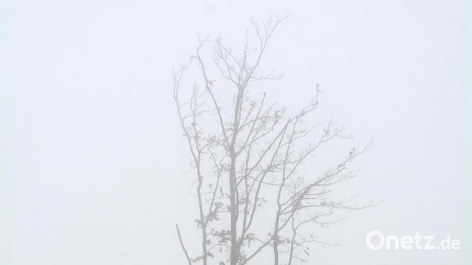 Der heiße Sommer hat der Buche zugesetzt. Bild: Gabi Schönberger