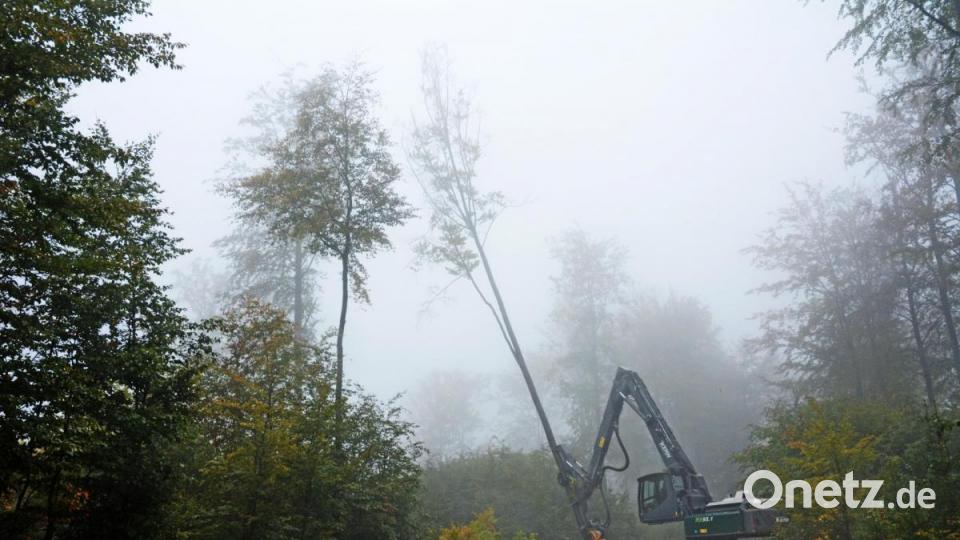 Durch die Stehentnahme mit dem Harvester wird der absterbende Baum schonend aus dem Bestand entfernt. Bild: Gabi Schönberger
