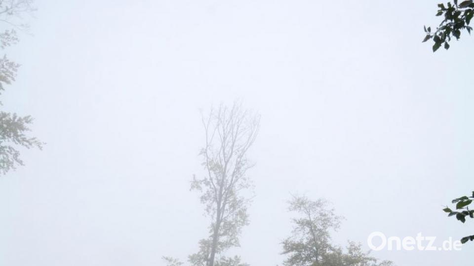 Hessenreuther Wald Baumrodung Bild: Gabi Schönberger