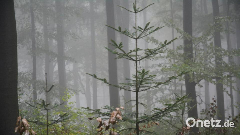 Die nächste Generation an Bäumen im Hessenreuther Wald steht schon bereit. Bild: Gabi Schönberger