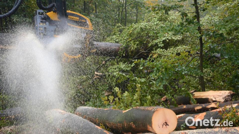 Das Buchenholz wird zum Beispiel für die Herstellung von Möbeln verwendet. Bild: Gabi Schönberger