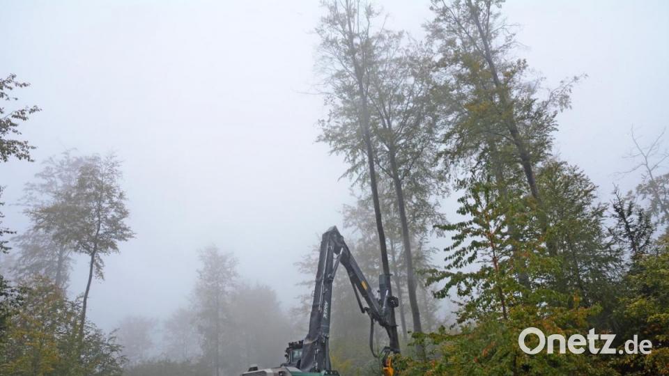 Hessenreuther Wald Baumrodung Bild: Gabi Schönberger