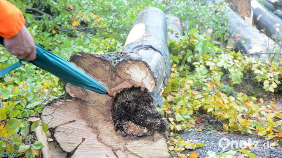 Dieser Stamm einer Buche ist von Weißfäule befallen. Bild: Gabi Schönberger