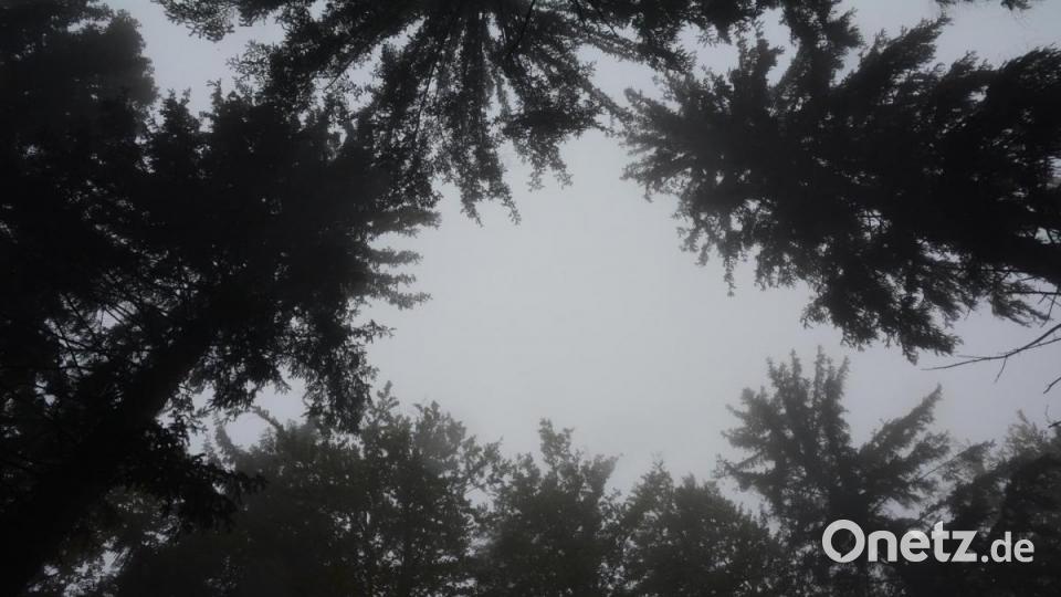 Anhand des Lichts, das durch die Baumkronen fällt, erkennt der Förster Lücken im Bestand und reagiert mit dem Anpflanzen von Bäumen. Bild: Gabi Schönberger