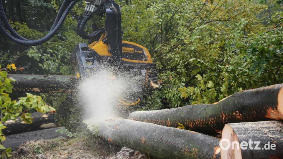 Der Harvester entnimmt die Bäume nicht nur, sondern zersägt sie mit seinem Greifarm, in dem eine Säge integriert ist, auch gleich in gleichmäßige Stücke. Bild: Gabi Schönberger