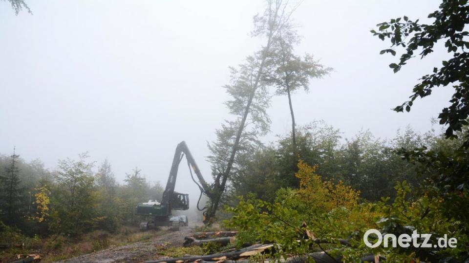 Wie eine Kerze entnimmt der moderne Harvester eine Buche aus dem Bestand. Bild: Gabi Schönberger
