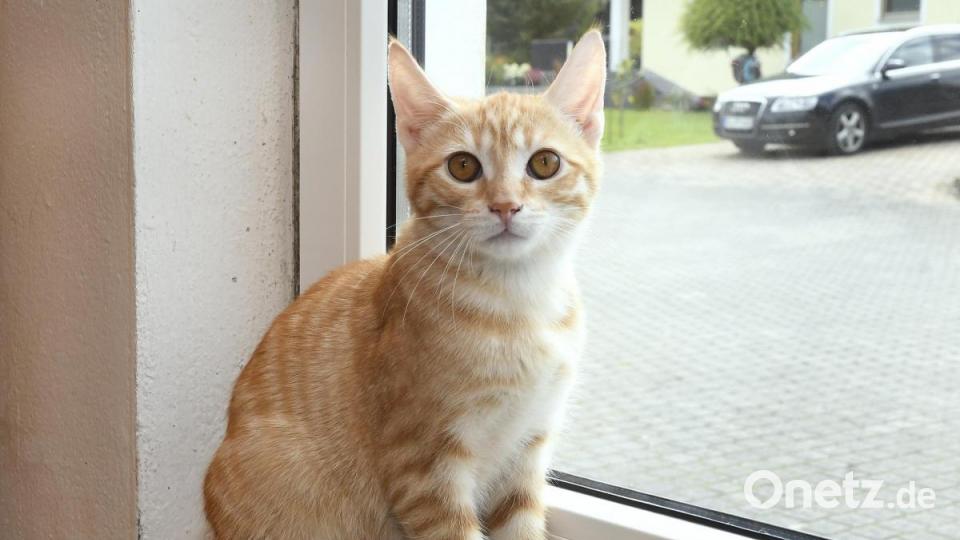 Anna-Maria Pinzl kümmert sich schon ihr Leben lang um Katzen, im Dezember 2018 gründete sie schließlich den Verein Katzenhilfe Vilstal. Auf ihrem Hof in Schmidmühlen nimmt sie Fundtiere auf, versorgt die Vierbeiner und vermittelt sie weiter. Bild: Petra Hartl