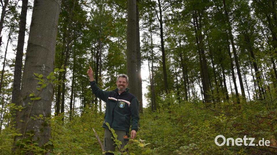 Oben rauscht der Wind durch die Baumkronen, unten wächst bereits junger Wald nach. Bild: jak