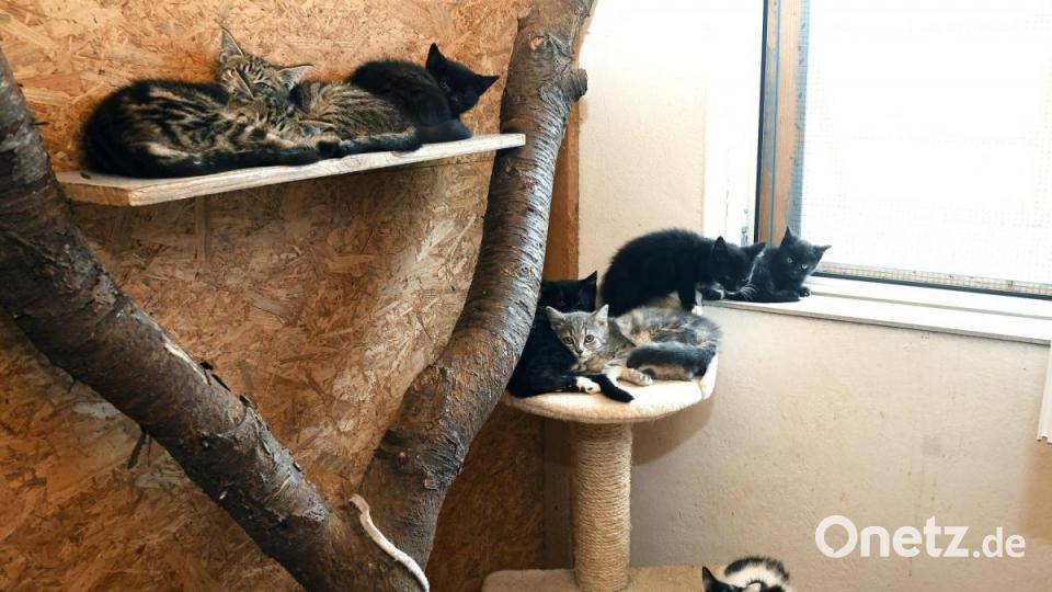 Anna-Maria Pinzl kümmert sich schon ihr Leben lang um Katzen, im Dezember 2018 gründete sie schließlich den Verein Katzenhilfe Vilstal. Auf ihrem Hof in Schmidmühlen nimmt sie Fundtiere auf, versorgt die Vierbeiner und vermittelt sie weiter. Bild: Petra Hartl