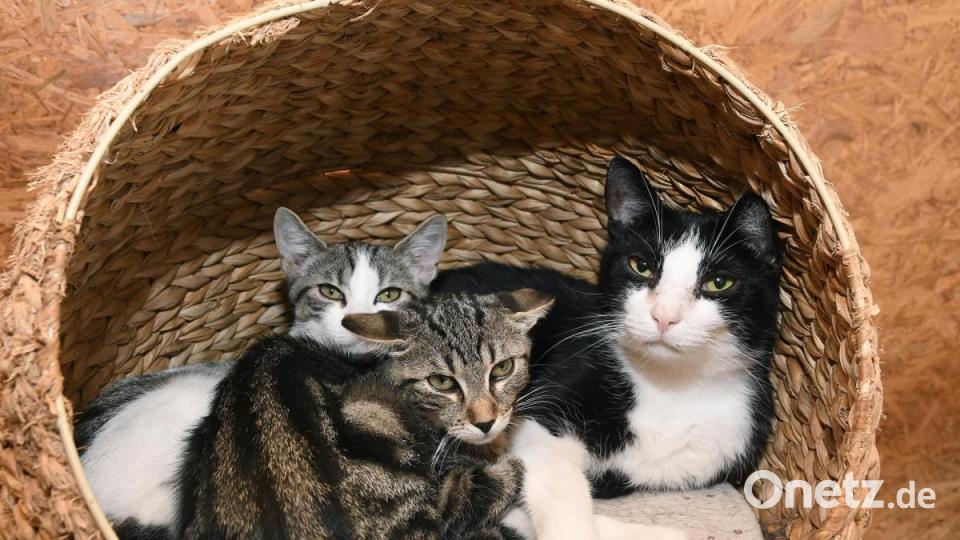 Anna-Maria Pinzl kümmert sich schon ihr Leben lang um Katzen, im Dezember 2018 gründete sie schließlich den Verein Katzenhilfe Vilstal. Auf ihrem Hof in Schmidmühlen nimmt sie Fundtiere auf, versorgt die Vierbeiner und vermittelt sie weiter. Bild: Petra Hartl