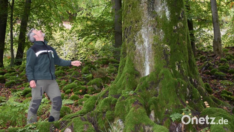 Andreas Hermer, Gebietsbeauftragter Natura 2000 beim Amt für Ernährung, Landwirtschaft und Forsten Weiden (Außenstelle Pressath), begutachtet einen mit Moos bewachsenen Baum am Rauhen Kulm. Der von Osten heraufführende Wanderweg führt durch einen alten Waldmeister-Buchenwald. Bild: jak