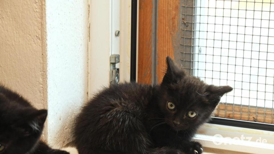 Anna-Maria Pinzl kümmert sich schon ihr Leben lang um Katzen, im Dezember 2018 gründete sie schließlich den Verein Katzenhilfe Vilstal. Auf ihrem Hof in Schmidmühlen nimmt sie Fundtiere auf, versorgt die Vierbeiner und vermittelt sie weiter. Bild: Petra Hartl