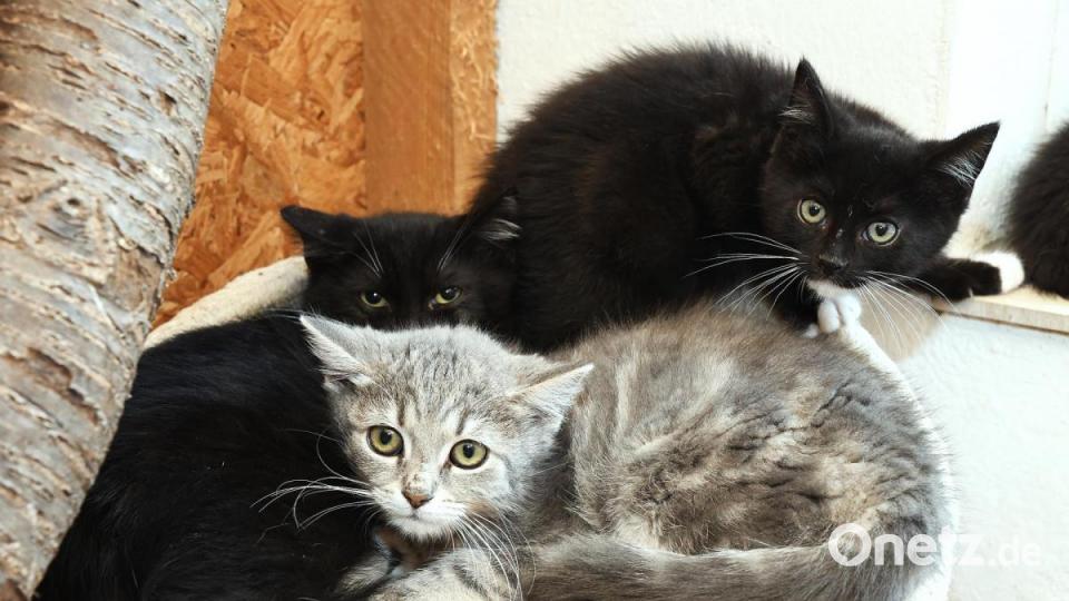 Anna-Maria Pinzl kümmert sich schon ihr Leben lang um Katzen, im Dezember 2018 gründete sie schließlich den Verein Katzenhilfe Vilstal. Auf ihrem Hof in Schmidmühlen nimmt sie Fundtiere auf, versorgt die Vierbeiner und vermittelt sie weiter. Bild: Petra Hartl