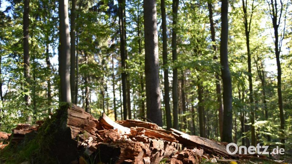 Große, langsam zerfallende Baumstämme wie dieser sind ein wertvoller Lebensraum, zum Beispiel für Pilze, Flechten, Käfer und Schnecken. In den Natura-2000-Gebieten sollte Totholz liegen bleiben dürfen. Bild: jak