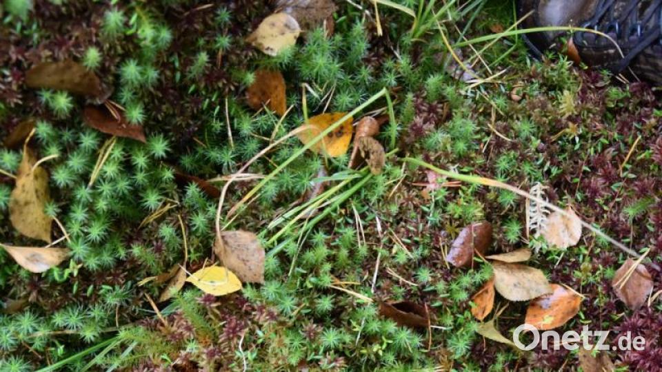 Der Reporterfuß versinkt knöcheltief im weichen Moorboden. Bild: jak