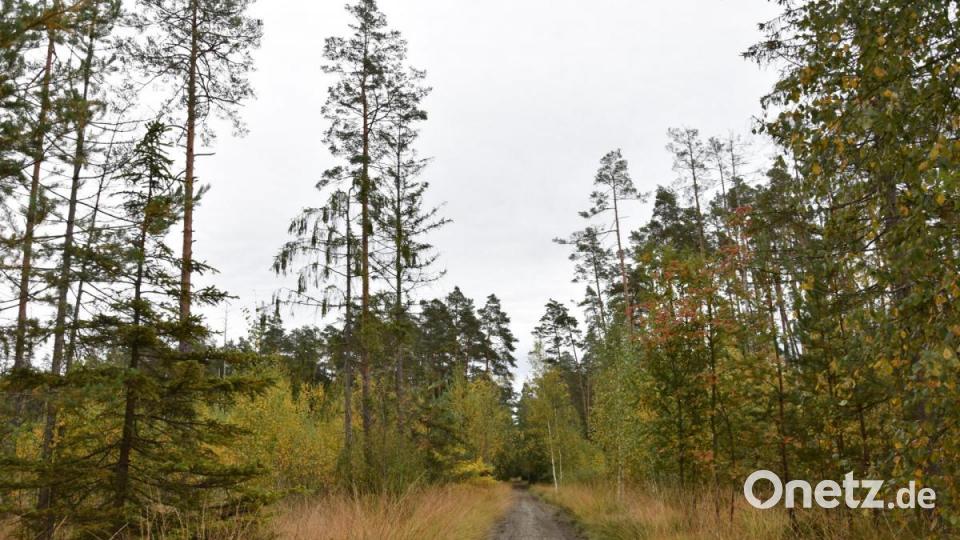 Der Manteler Forst ist geprägt von zwei Extremen: Trockenheit und Wasserüberschuss. Weil der Kiefernwald stellenweise licht ist, bietet er am Boden ideale Nistplätze für den Ziegenmelker, einen dämmerungs- und nachtaktiven Singvogel. Bild: jak