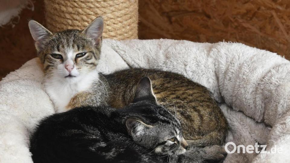 Anna-Maria Pinzl kümmert sich schon ihr Leben lang um Katzen, im Dezember 2018 gründete sie schließlich den Verein Katzenhilfe Vilstal. Auf ihrem Hof in Schmidmühlen nimmt sie Fundtiere auf, versorgt die Vierbeiner und vermittelt sie weiter. Bild: Petra Hartl