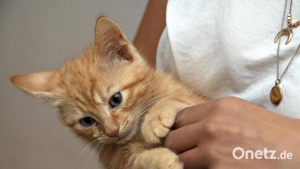 Anna-Maria Pinzl kümmert sich schon ihr Leben lang um Katzen, im Dezember 2018 gründete sie schließlich den Verein Katzenhilfe Vilstal. Auf ihrem Hof in Schmidmühlen nimmt sie Fundtiere auf, versorgt die Vierbeiner und vermittelt sie weiter. Bild: Petra Hartl